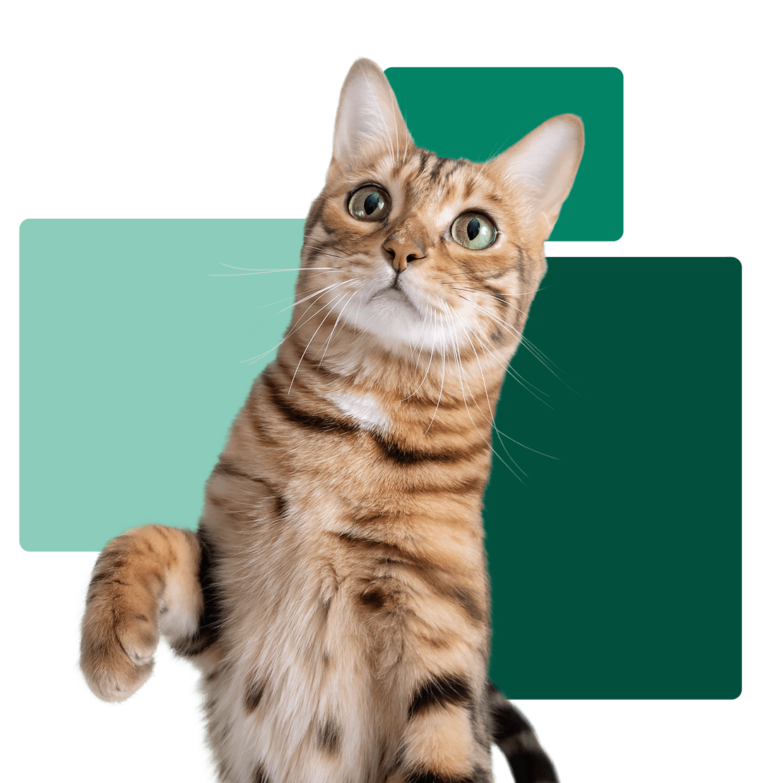 curious Bengal cat with raised paw