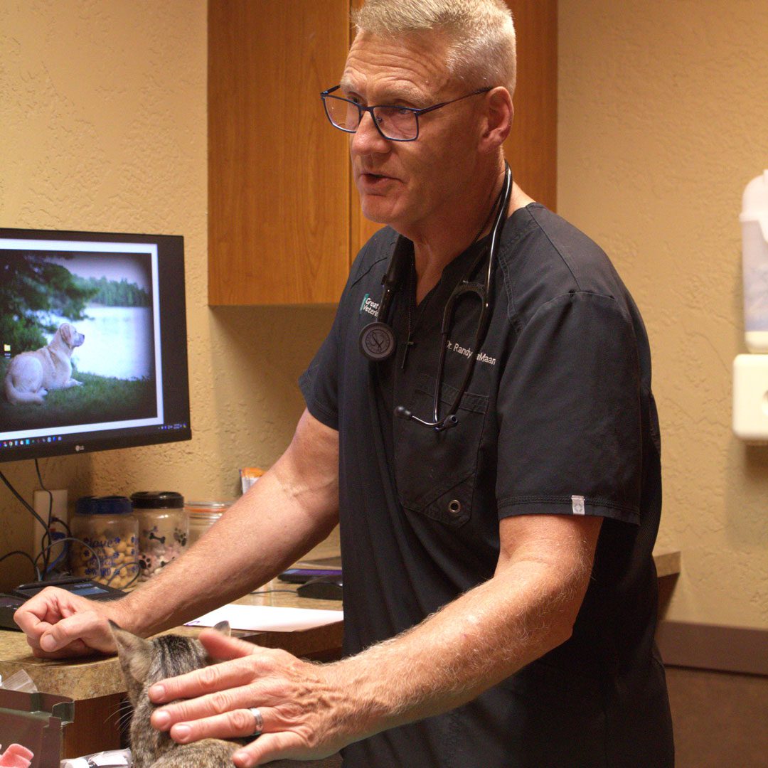 male veterinarian petting a cat while speaking with someone