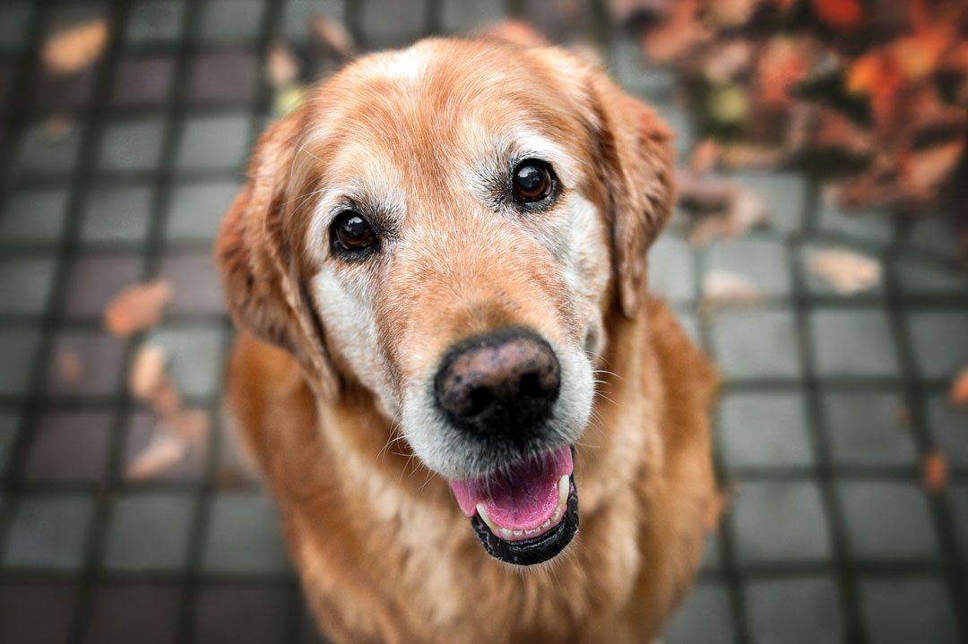 close up of senior Golden Retriever sitting outside
