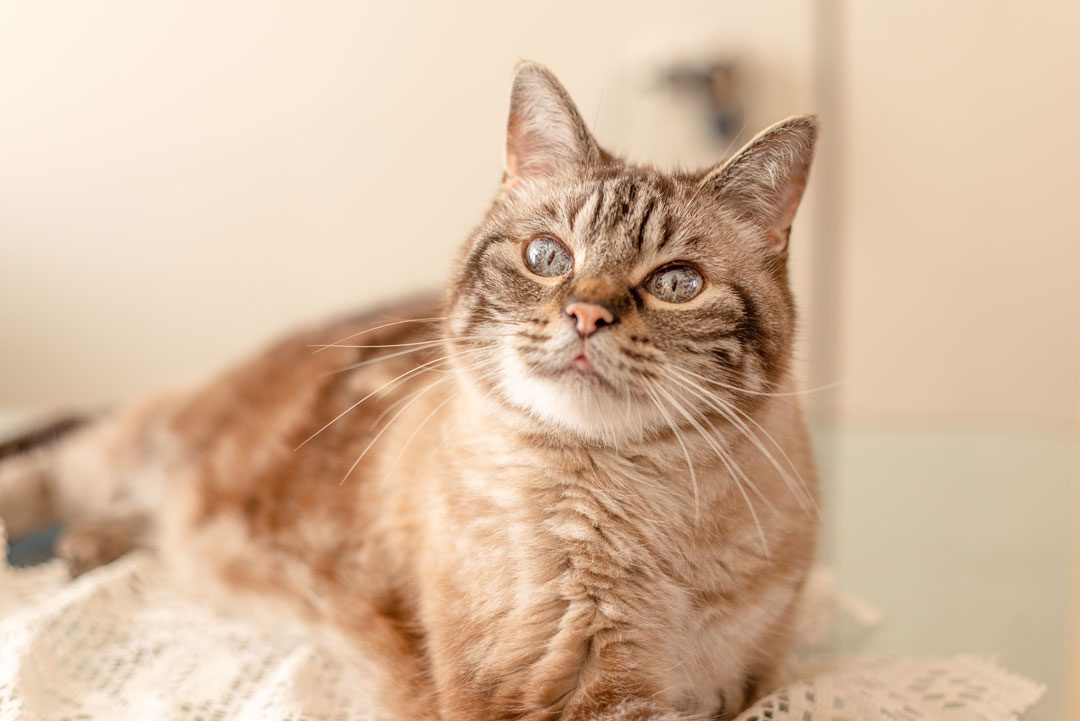 close up of pretty senior cat laying on a blanket