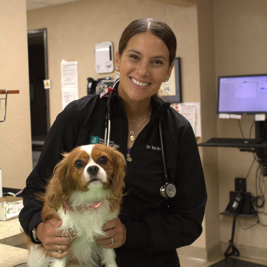 smiling female veterinarian holding a Cavalier King Charles Spaniel dog
