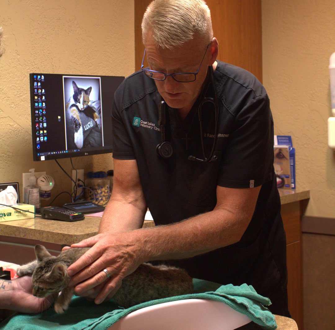male veterinarian checking a kitten's weight at examination