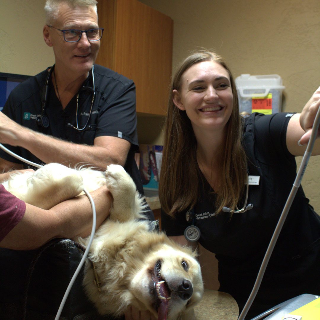 veterinary team working together to conduct ultrasound on dog
