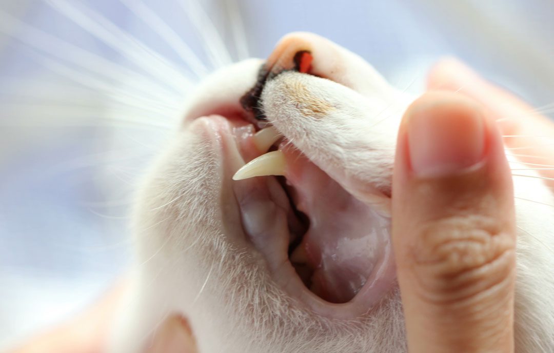 Checking Cats Teeth