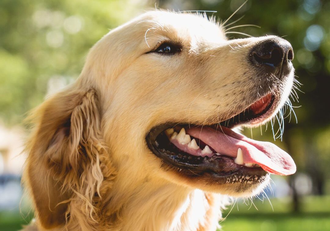 Happy Golden Retriever